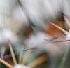 cactus closeup. 