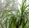 ponytail palm in winter. 