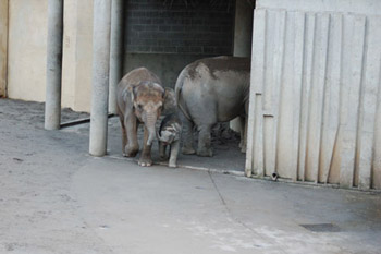 Baby Elephant Flipbook